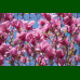 Magnolia Galaxy - Magnolija Galaxy