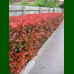 Photinia fraseri Red Select - Fotinija Red Select