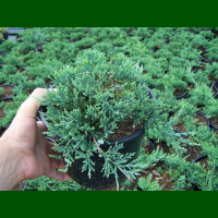 Juniperus horizontalis Wiltonii - Polegla kleka Wiltonii