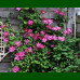 Clematis Ville de Lyon - Klematis Ville de Lyon