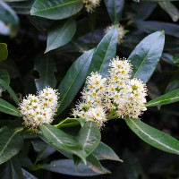Prunus laurocerasus Novita - Lovor višnja Novita