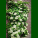 Hydrangea petiolaris - Hortenzija penjačica