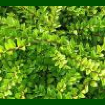 Lonicera nitida Maigrün - Wilson honeysuckle