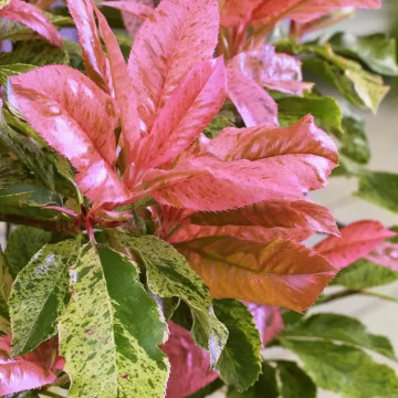 Photinia serratifolia Pink Crispy - Fotinija Pink Crispy