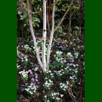 Betula utilis Doorenbos - Himalajska breza Doorenbos
