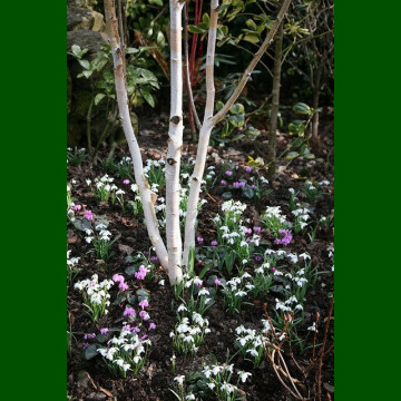 Betula utilis Doorenbos - Himalajska breza Doorenbos