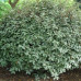 Elaeagnus ebbingei Compacta - Elaeagnus Compacta
