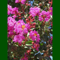 Lagerstroemia indica Zuni - Indijski jorgovan Zuni