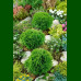 Thuja occidentalis Danica - Loptasta tuja Danica 