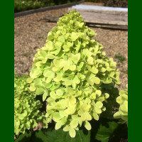 Hydrangea paniculata Mojito - Drvenasta hortenzia Mojito