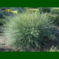 Salix purpurea Nana - Patuljasta vrba