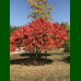 Rhus Typhina - Kiseli ruj