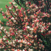 Cytisus Zeelandia - Citisus Zeelandia