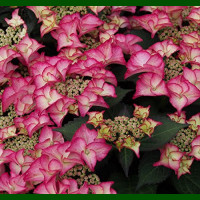 Hydrangea macrophylla Tiffany Pink - Hortenzija baštenska Tiffany Pink