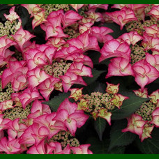 Hydrangea macrophylla Tiffany Pink - Hortenzija baštenska Tiffany Pink