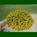Lantana montevidensis Yellow - Puzava lantana Yellow 
