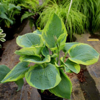 Hosta Frances Williams