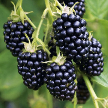 Rubus fruticosus Black Satin - Kupina Black Satin