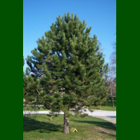 Pinus nigra - Crni bor