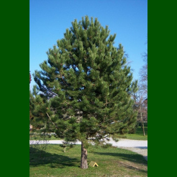 Pinus nigra - Crni bor