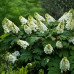 Hydrangea quercifolia Alice - Hrasnolisna hortenzija Alice
