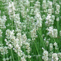 Lavandula angustifolia Arctic Snow - Lavanda Arctic Snow