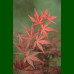 Acer Palmatum Atropurpureum - Japanski javor Atropurpureum