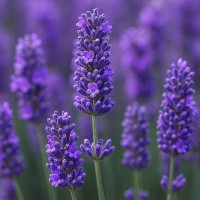 Lavandula angustifolia - Lavanda