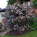 Physocarpus opulifolius Diabolo - Fizokarpus Diabolo