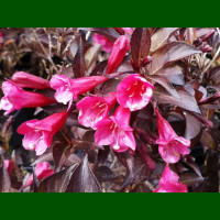 Weigela florida Alexandra - Vejgela Alexandra