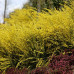 Cytisus Allgold - Citisus Allgold
