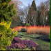 Cornus sanguinea Annys Winter Orange - Dren Annys Winter Orange