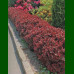 Berberis thunbergii Atropurpurea Nana - Patuljasti crveni berberis