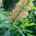 Hydrangea quercifolia Alice - Hrasnolisna hortenzija Alice