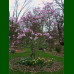 Magnolia Betty - Magnoljia Betty
