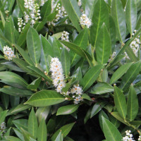 Prunus laurocerasus Cippora - Lovor višnja Cippora