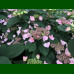 Hydrangea serrata Magic Pillow - Hortenzija Magic Pillow
