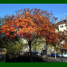Koelreuteria paniculata - Lampion drvo