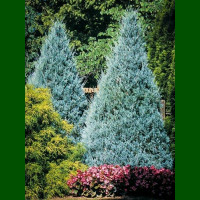 Juniperus scopulorum Moonglow - Stubasta kleka Moonglow