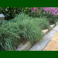 Carex flacca Blue Zinger - Ukrasna trava Blue Zinger