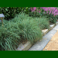 Carex flacca Blue Zinger - Ukrasna trava Blue Zinger