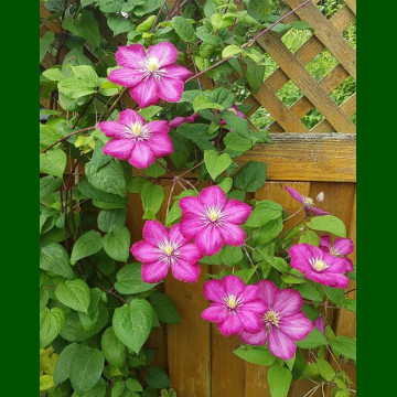 Clematis Ville de Lyon - Klematis Ville de Lyon