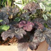 Heuchera Pudding Plum - Hojhera Pudding Plum