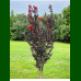 Lagertsroemia Black Diamonds Red Hot - Indijski jorgovan Red Hot