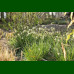 Sesleria heufleriana - Sesleria