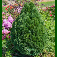 Chamaecyparis Lawsoniana Minima Glauca - Pačempres Minima Glauca