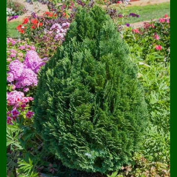 Chamaecyparis Lawsoniana Minima Glauca - Pačempres Minima Glauca