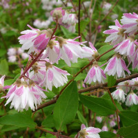 Deutzia scabra Codsall Pink - Deucija Codsall Pink