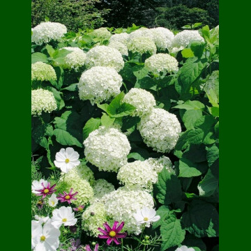 Hydrangea arborescens Annabelle - Hortenzija Annabelle