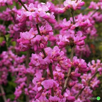 Cercis chinensis Avondale - Judino drvo Avondale